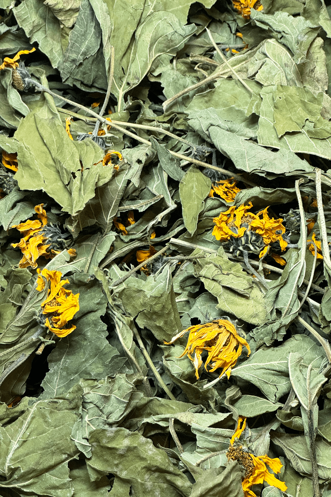 A close-up of dried Jerusalem artichoke forage with green leaves and yellow flowers, creating a textured mix.