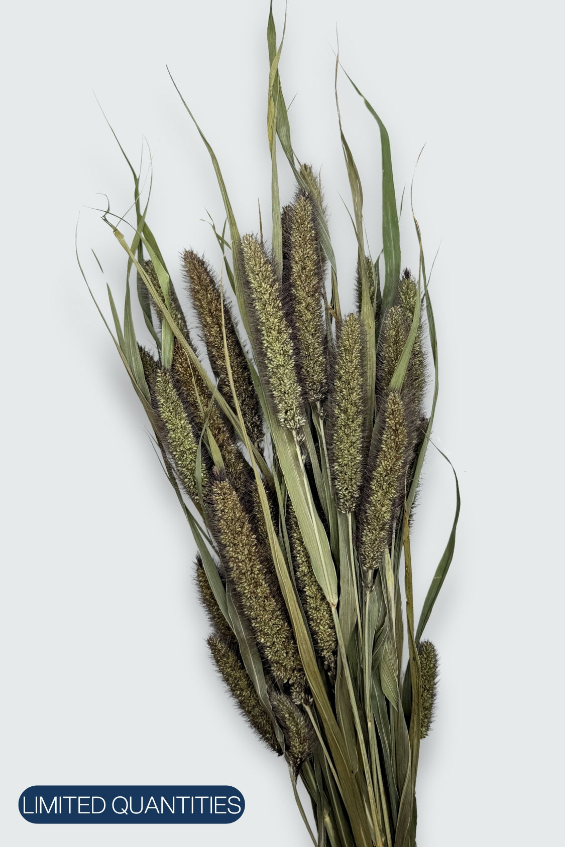 Premium Setaria Italica Millet