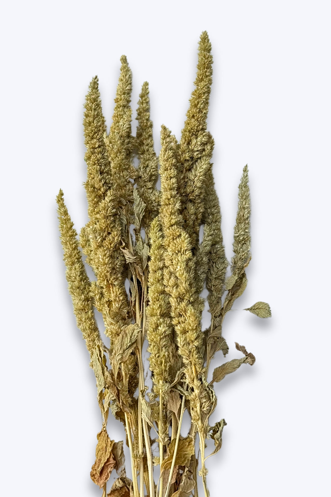 Green Amaranth Sprays