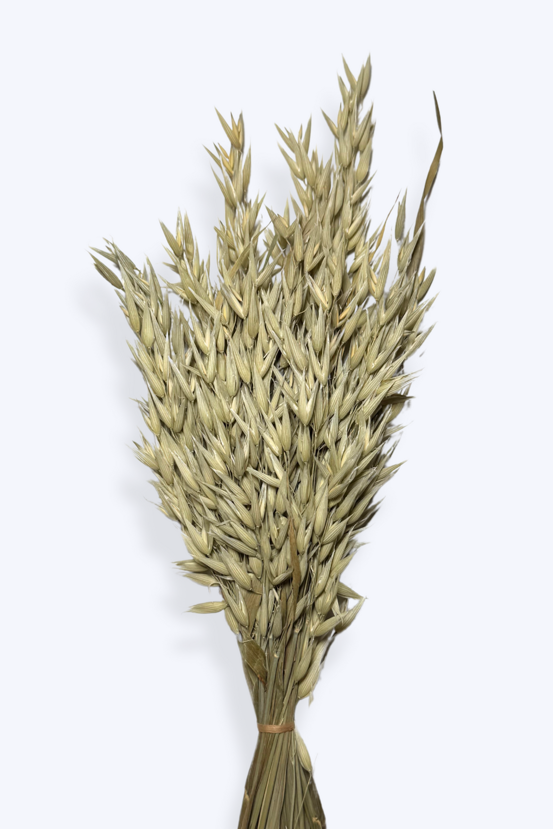 Oat Dried Sprays