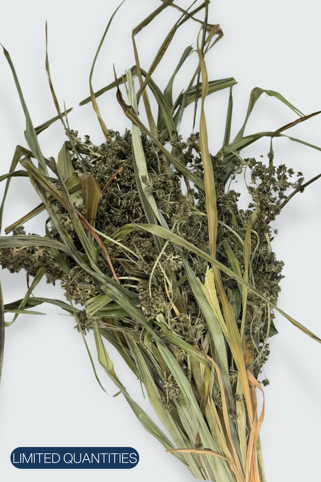 Premium Scirpus Grass