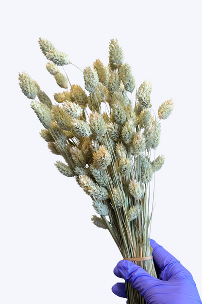 Phalaris, Canary Grass Dried Sprays