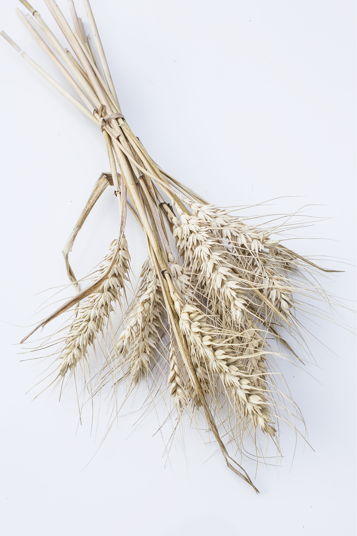 Bearded Wheat Sprays