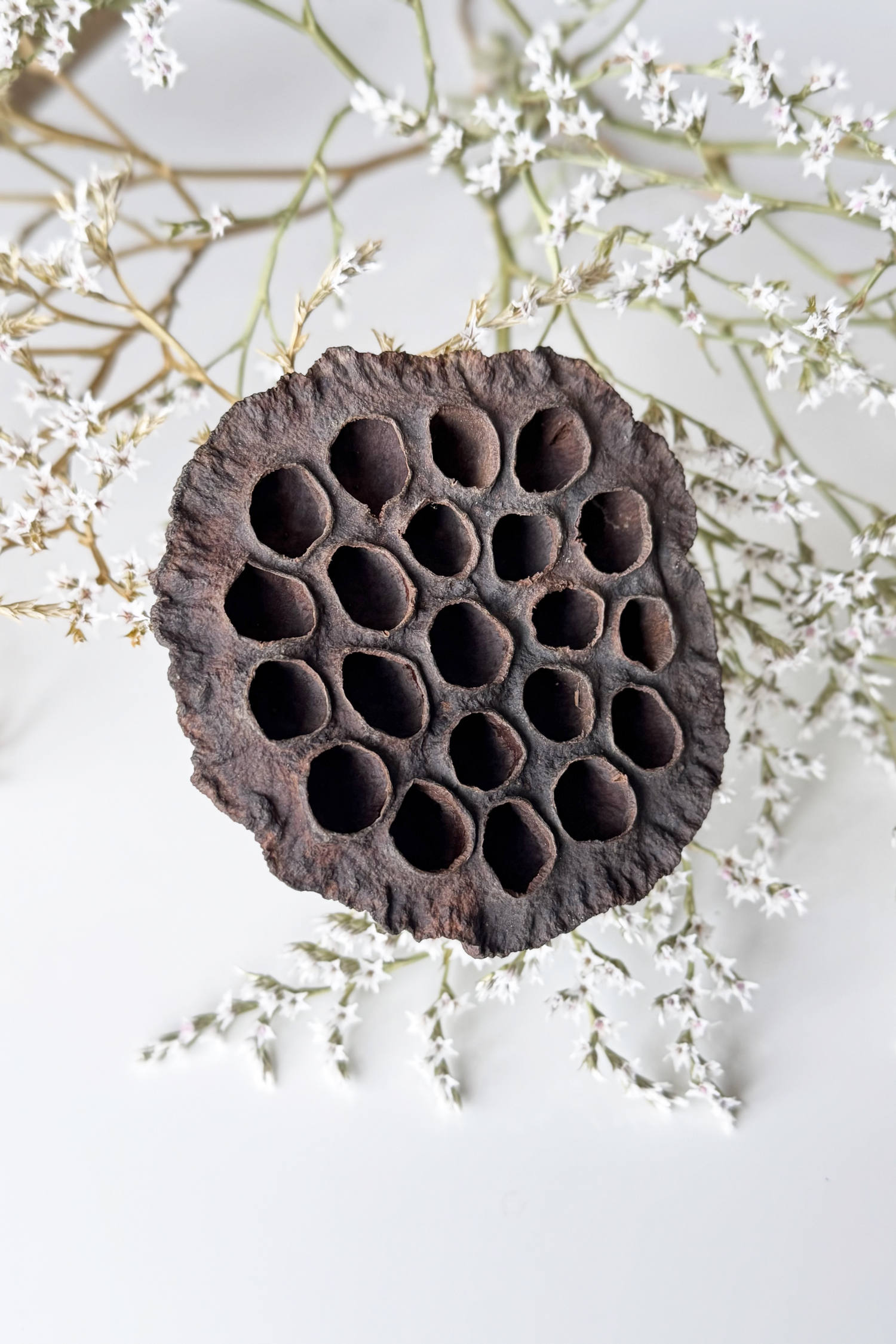 lotus seed pod flower Natural Lotus Pods – MoonyPaw