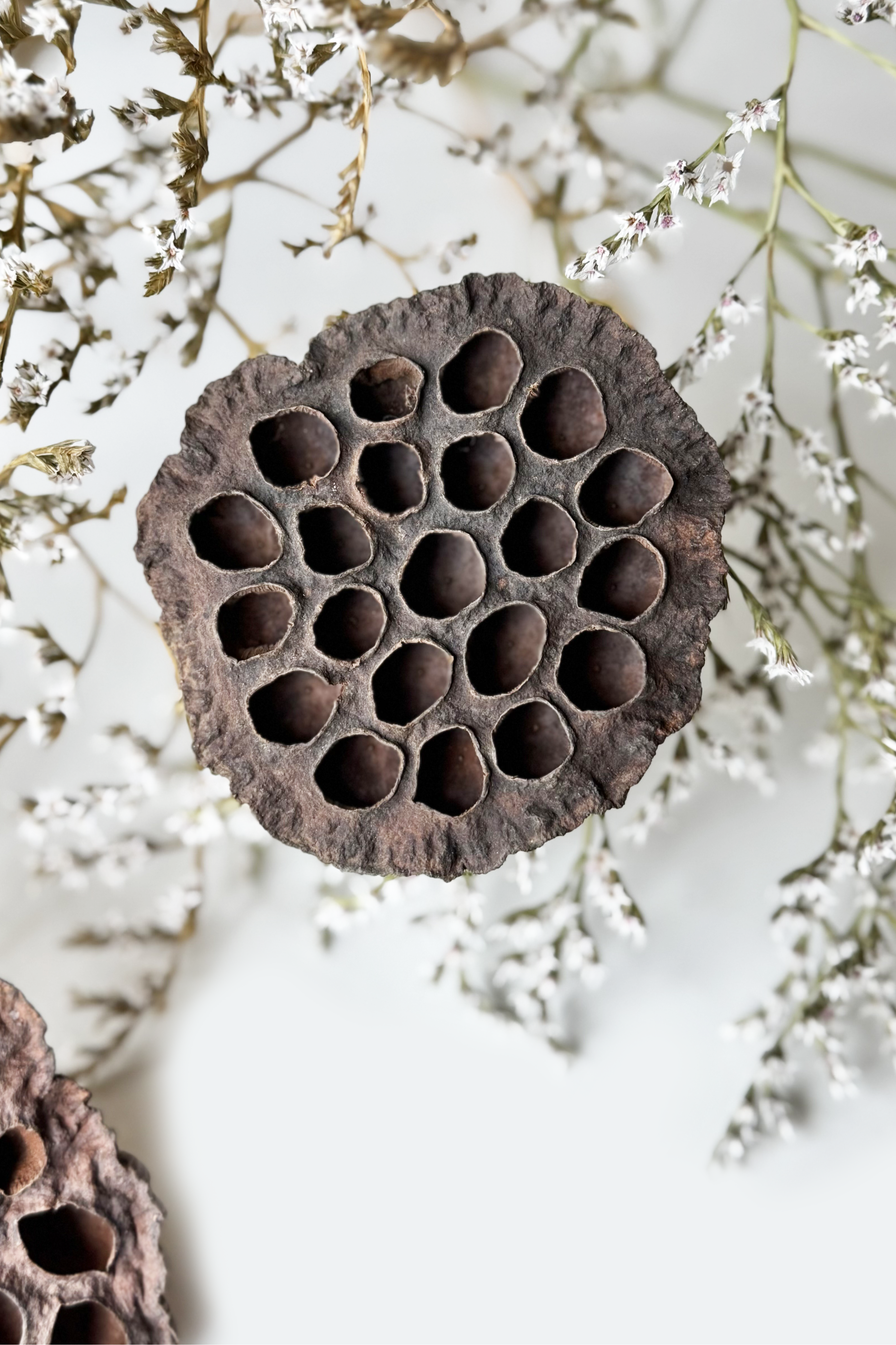Lotus seed pod with a blurred floral background