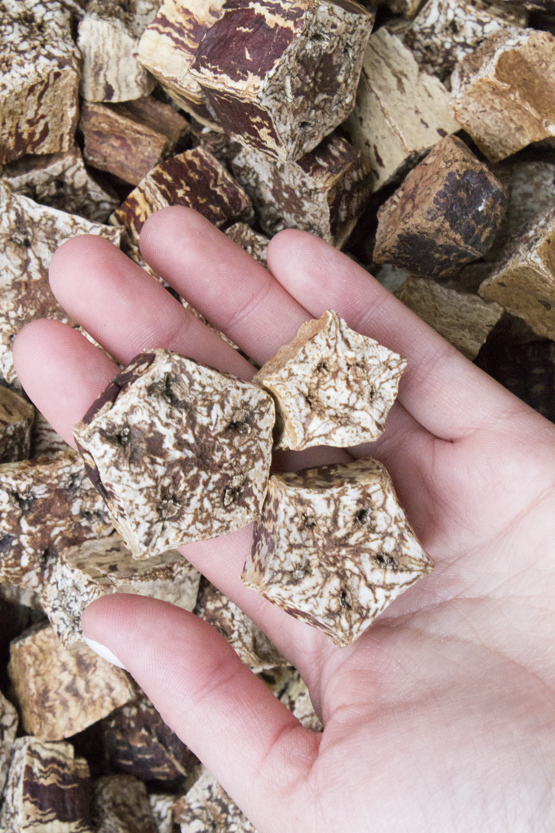 Hand holding pieces of brown mahogany slices