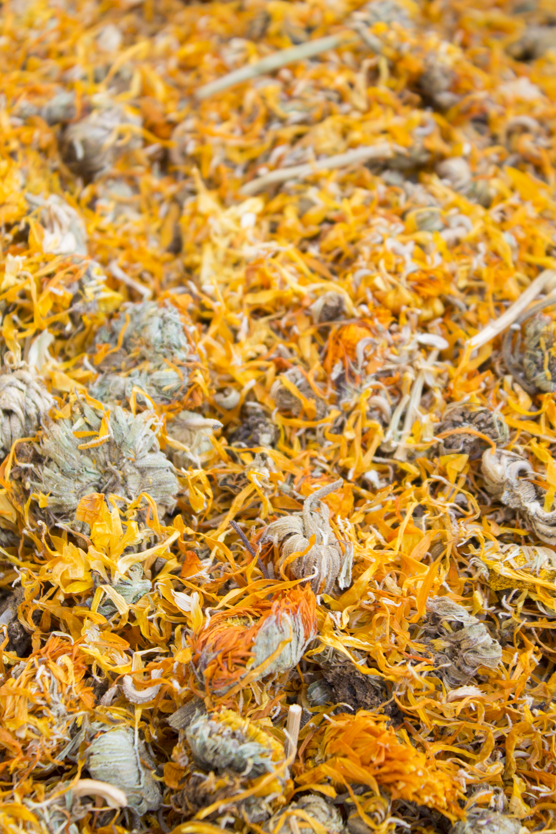 Marigold Flowers