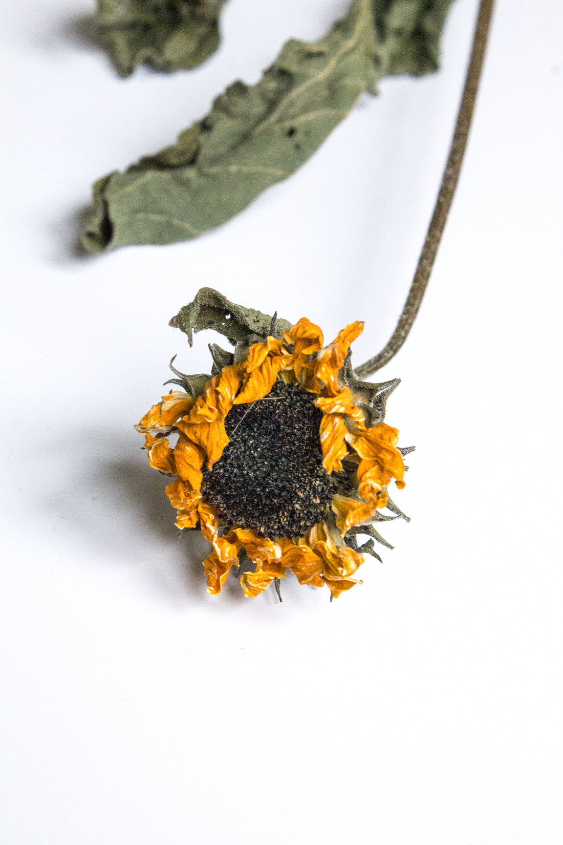 Dried sunflower with green leaves on a white background