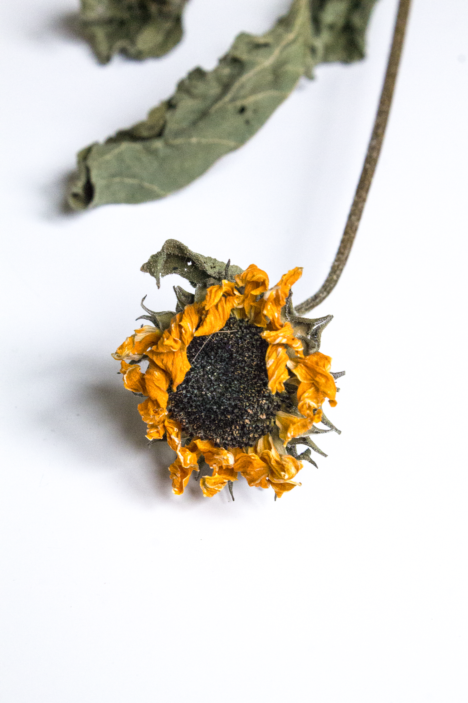 Dried sunflower with green leaves on a white background