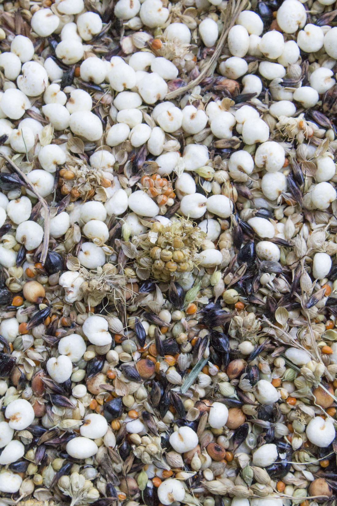 Digestive Boost Grain Mix