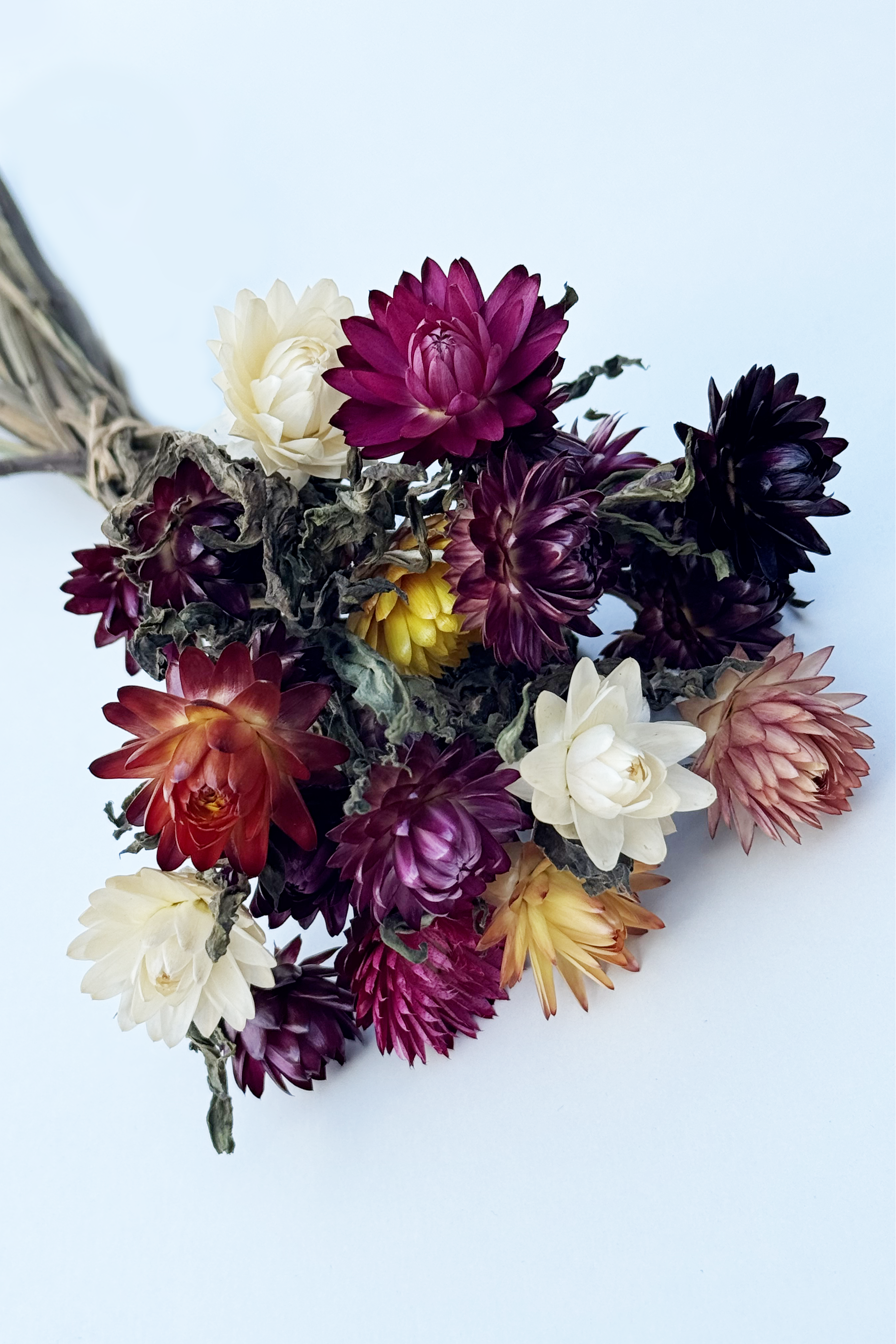 Strawflowers Mixed
