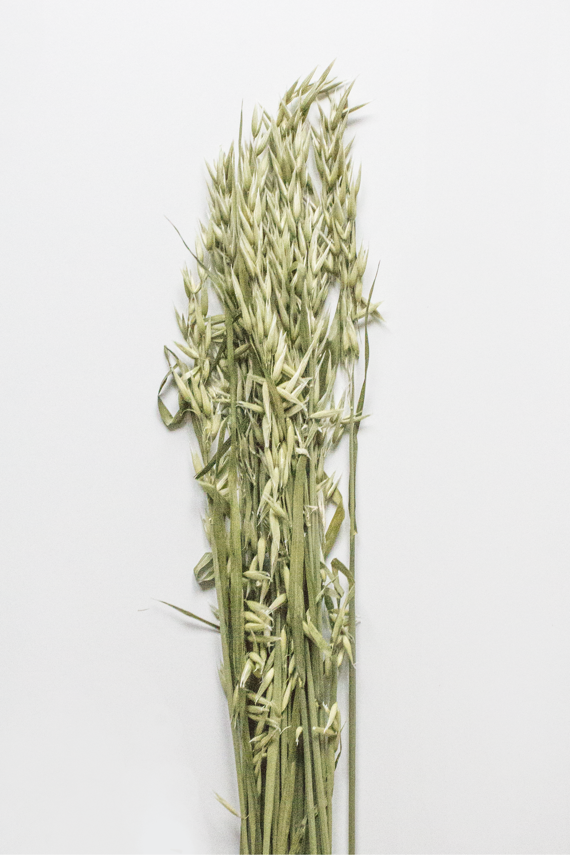 Bunch of green oats on a white background