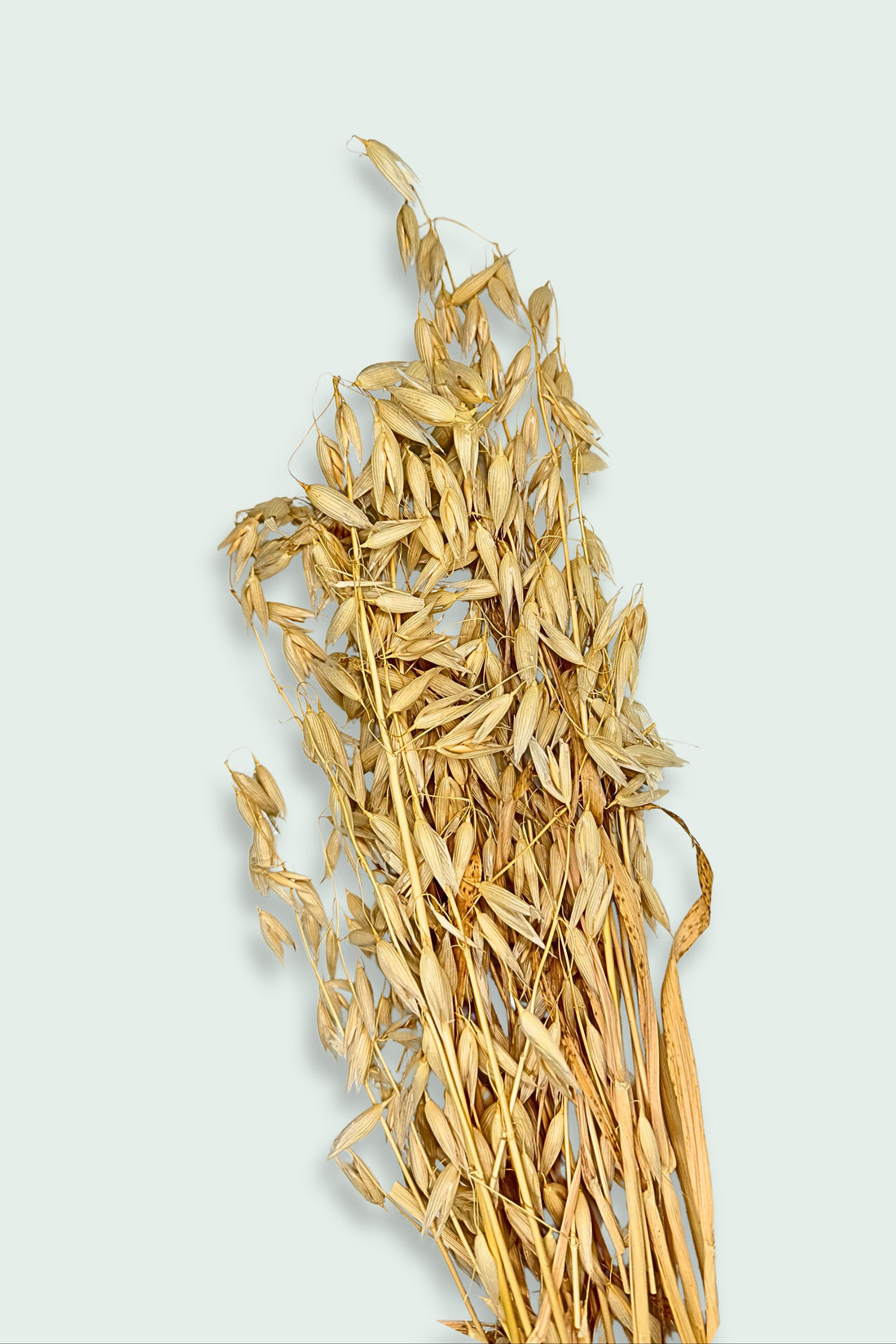 A bundle of dried oat sprays with golden stalks and seed heads, set against a light background.