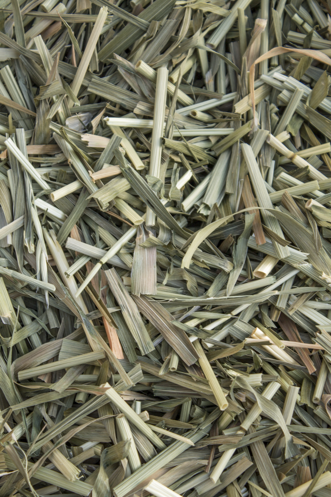 Cut Oat Forage
