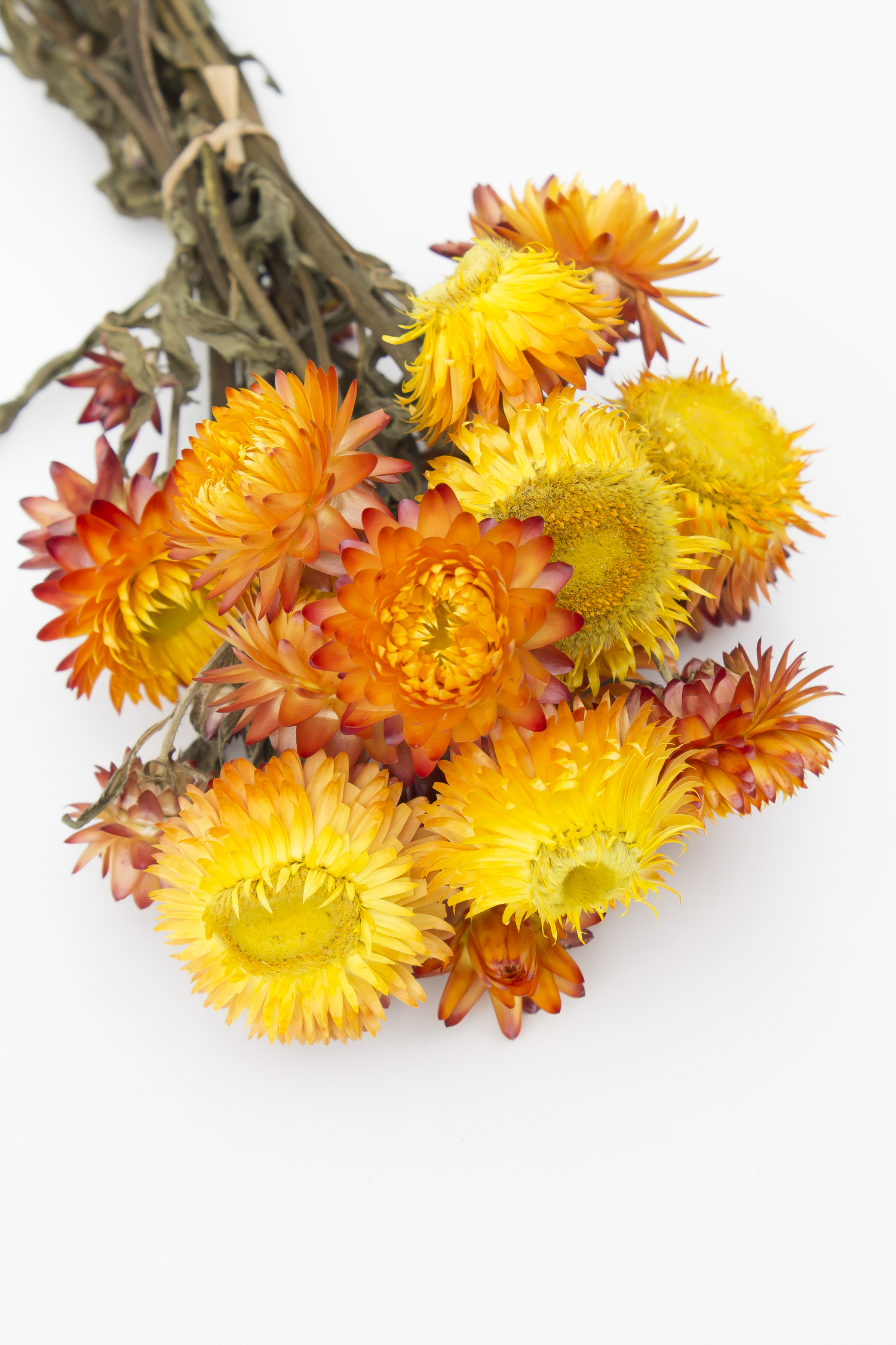 Orange Strawflowers