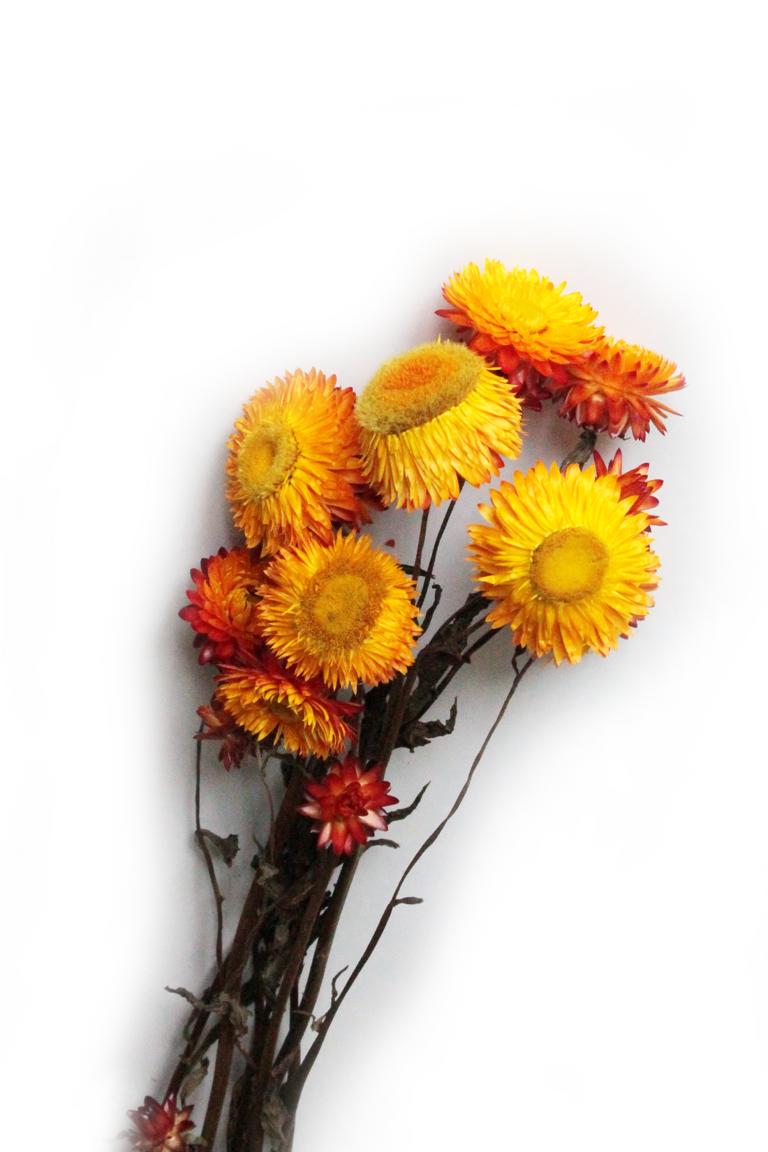 Arrangement of orange and yellow flowers on a white background
