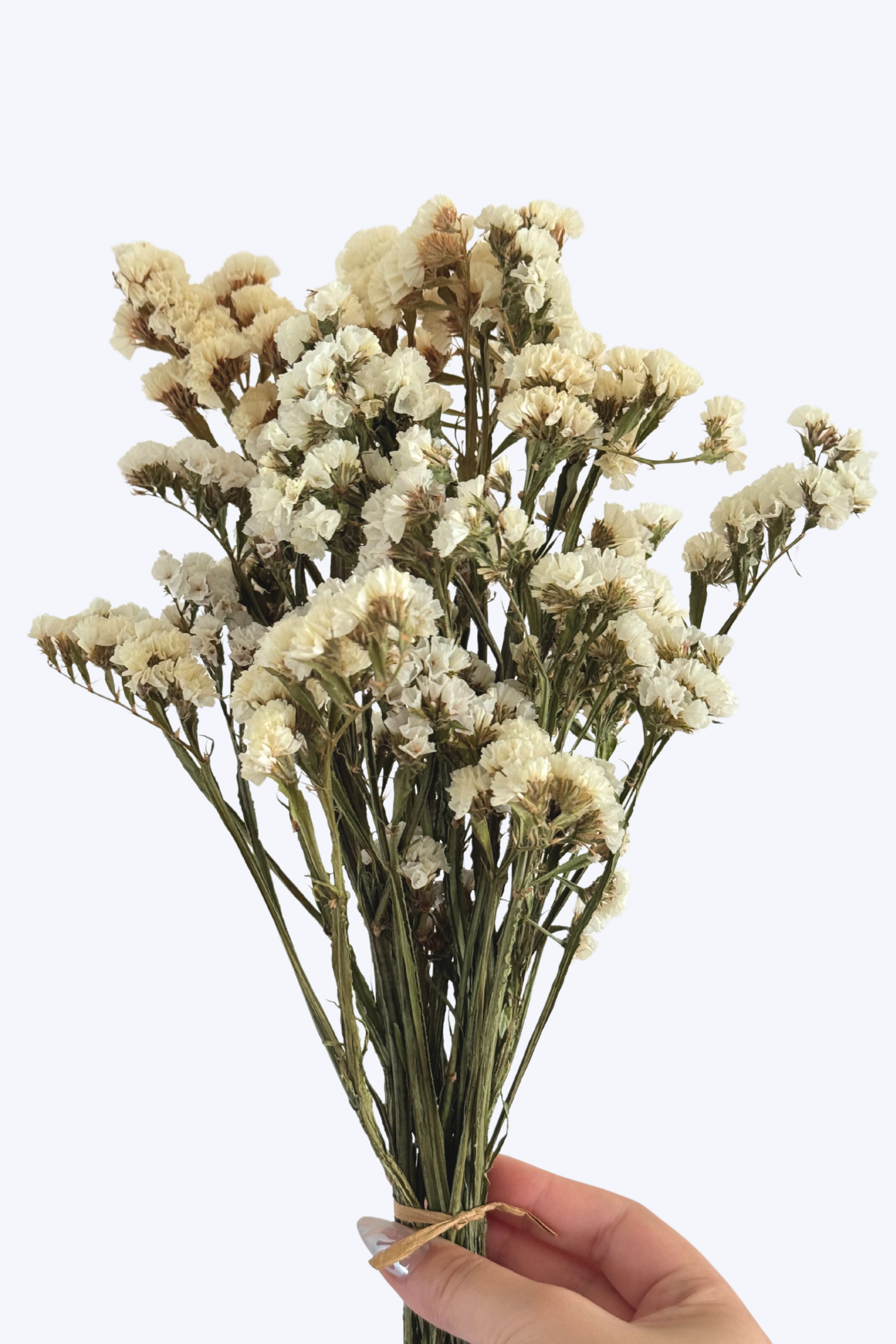 Bouquet of dried flowers held by a hand on a white background