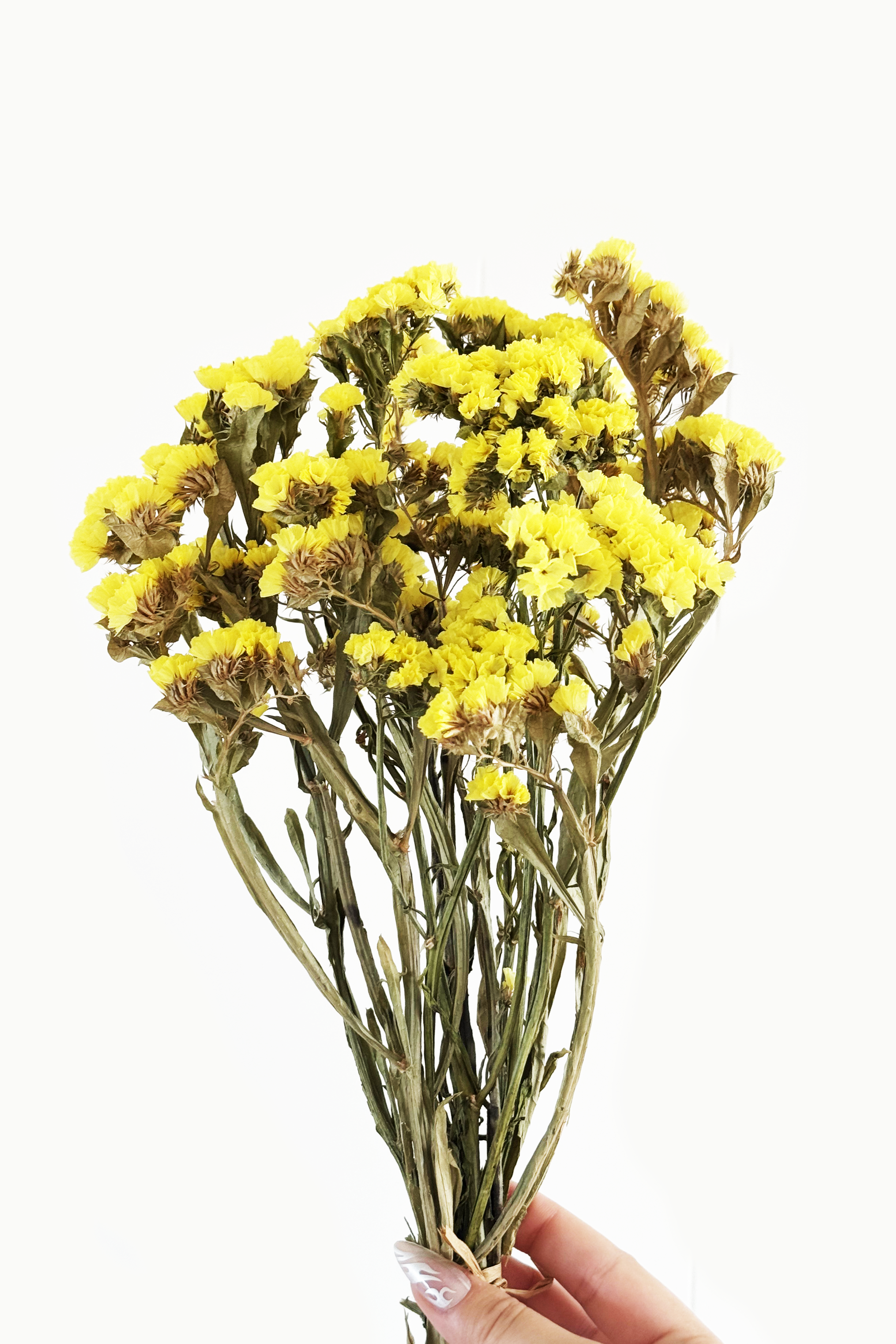 Bouquet of yellow dried flowers held by a hand on a white background
