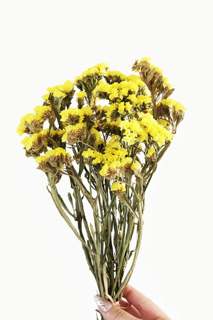 Bouquet of yellow dried flowers held by a hand on a white background