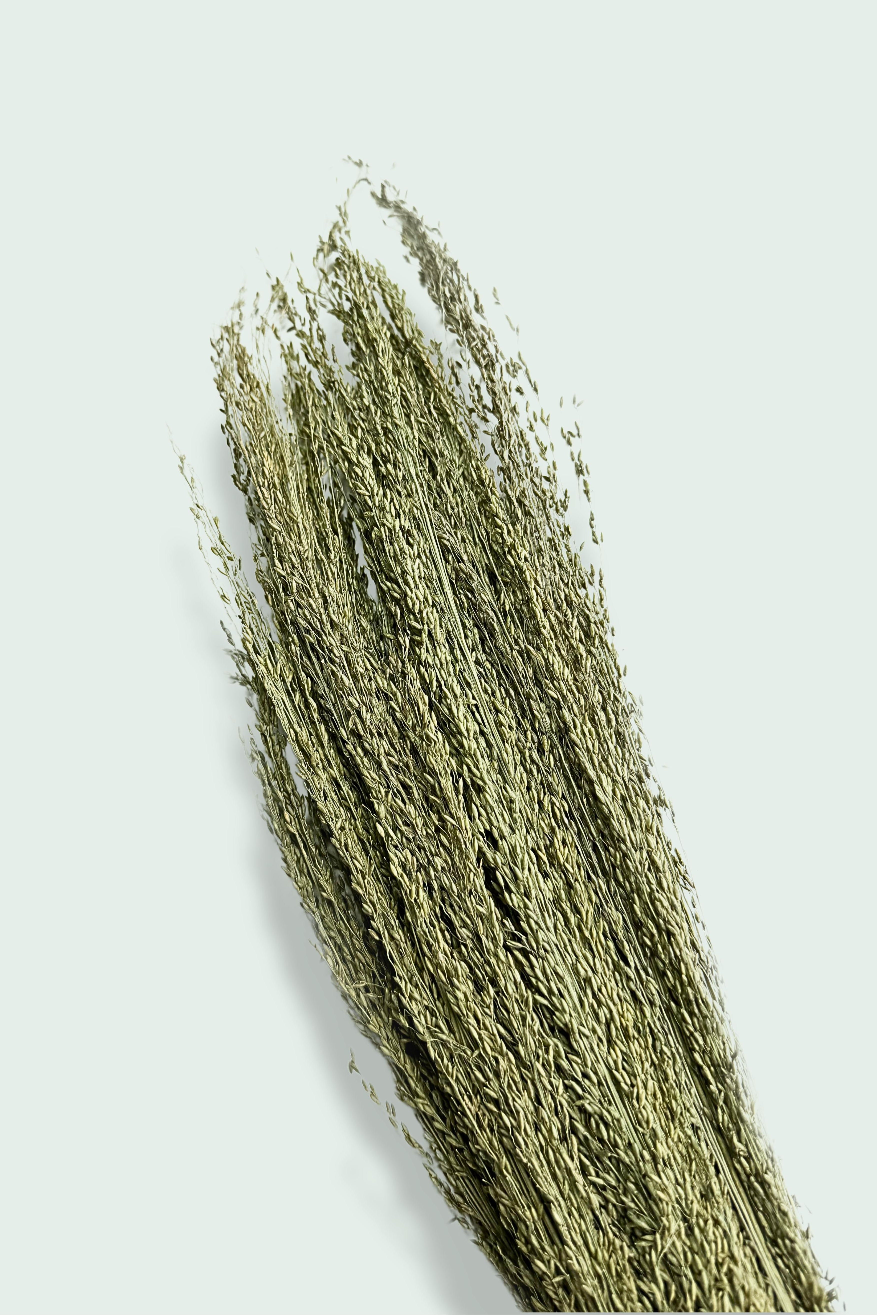 Moony Paw Pagima Green Dried Spray – Natural foraging and boredom breaker, for hamsters, mice, rats, degus, birds.