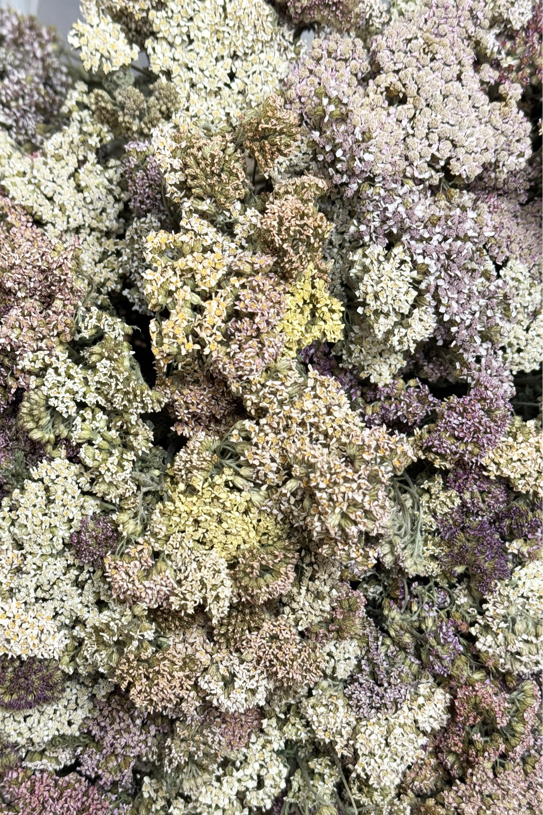 Pastel Achillea Sprays