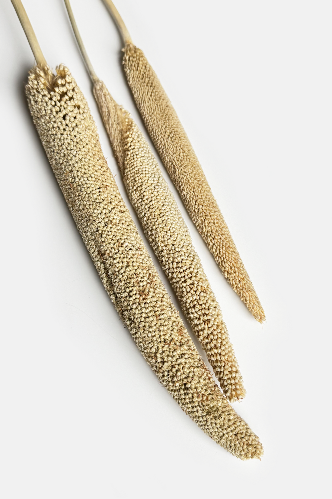 Pearl Millet