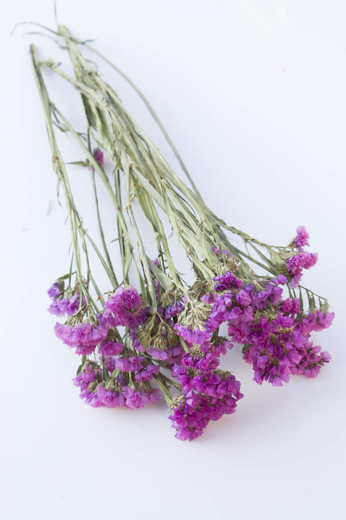 Pink Statice Flowers