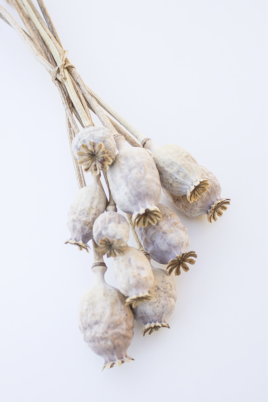 Poppy Stems