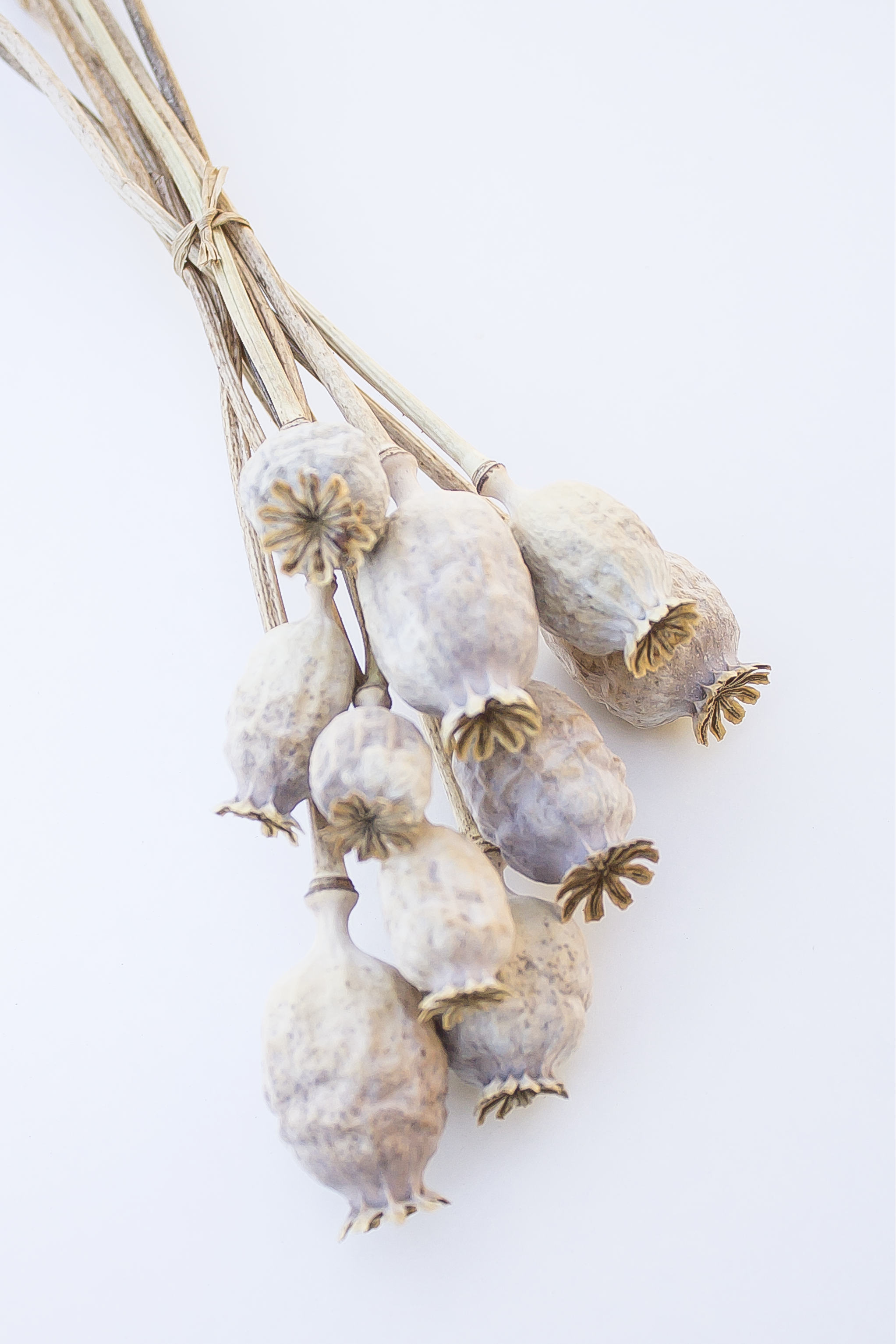 Poppy Stems