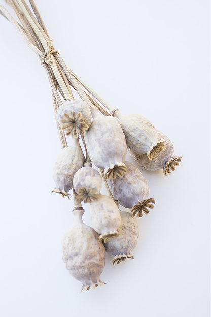 Poppy Stems