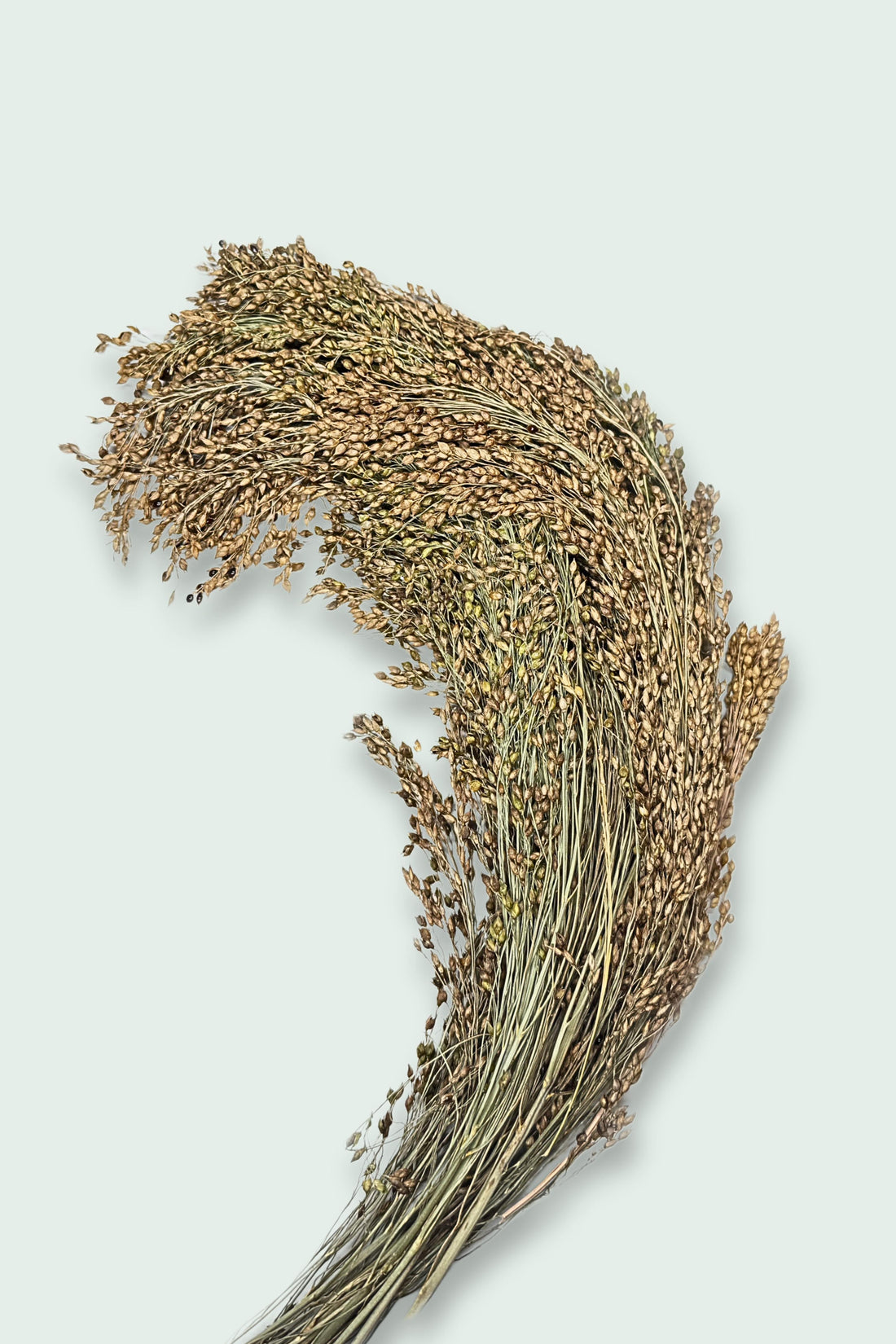 A bundle of dried proso millet sprays with delicate seed clusters, set against a light background.