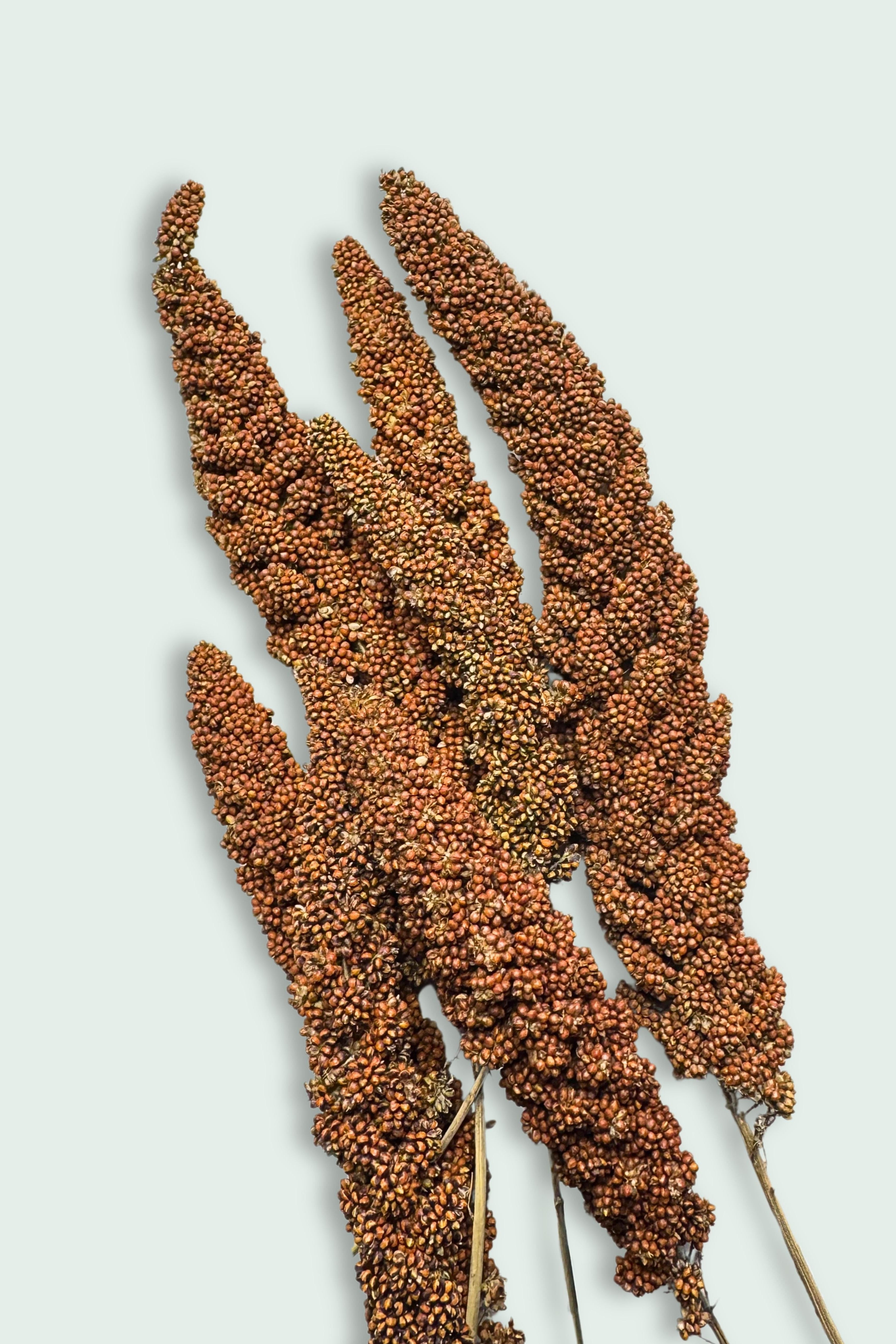 A bundle of dried red millet sprays with dense, reddish-brown seeds, set against a light background.