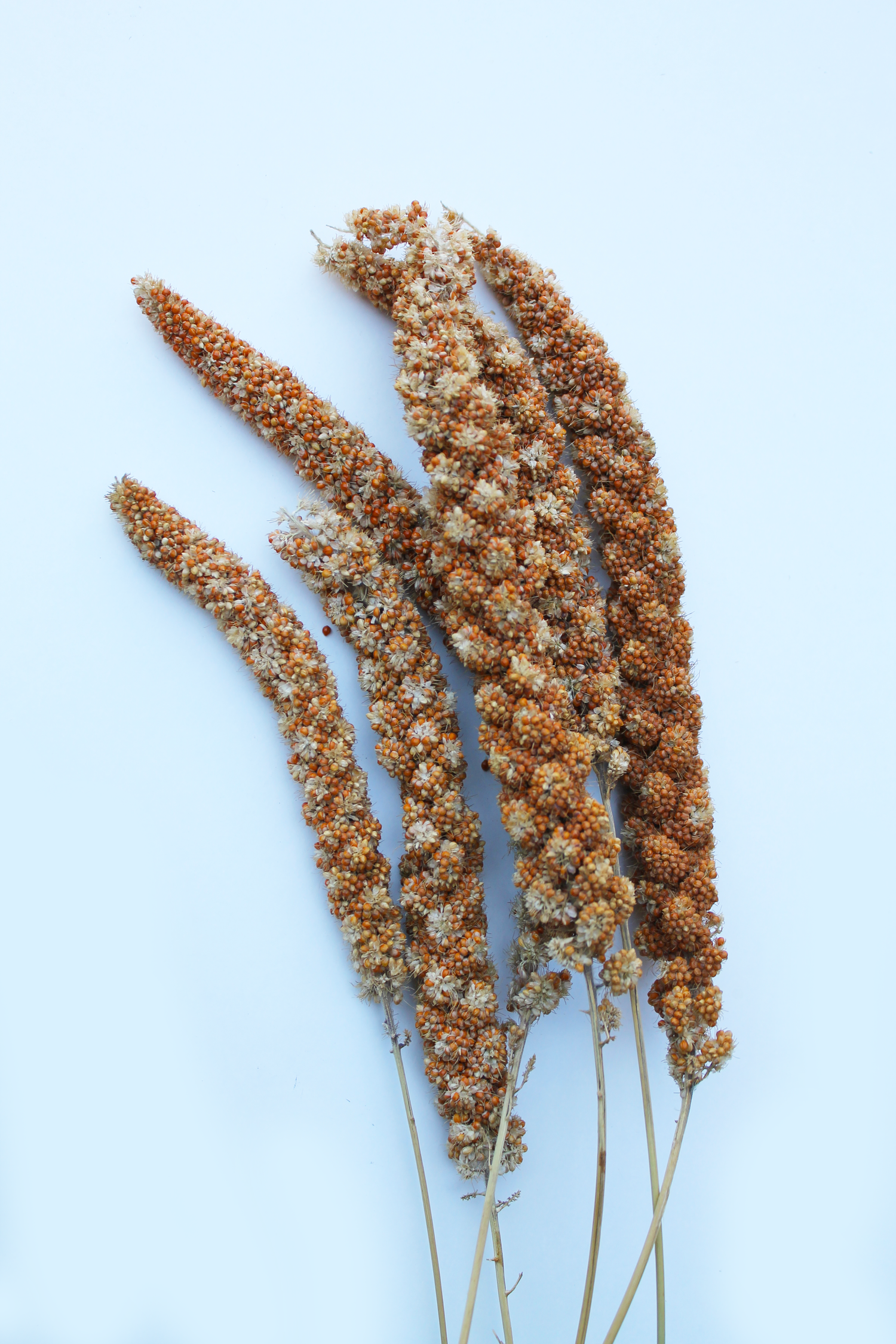 Red Millet