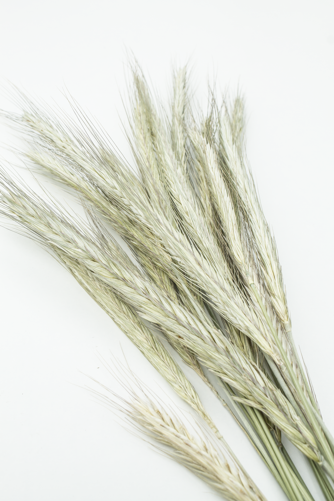 Rye Dried Sprays