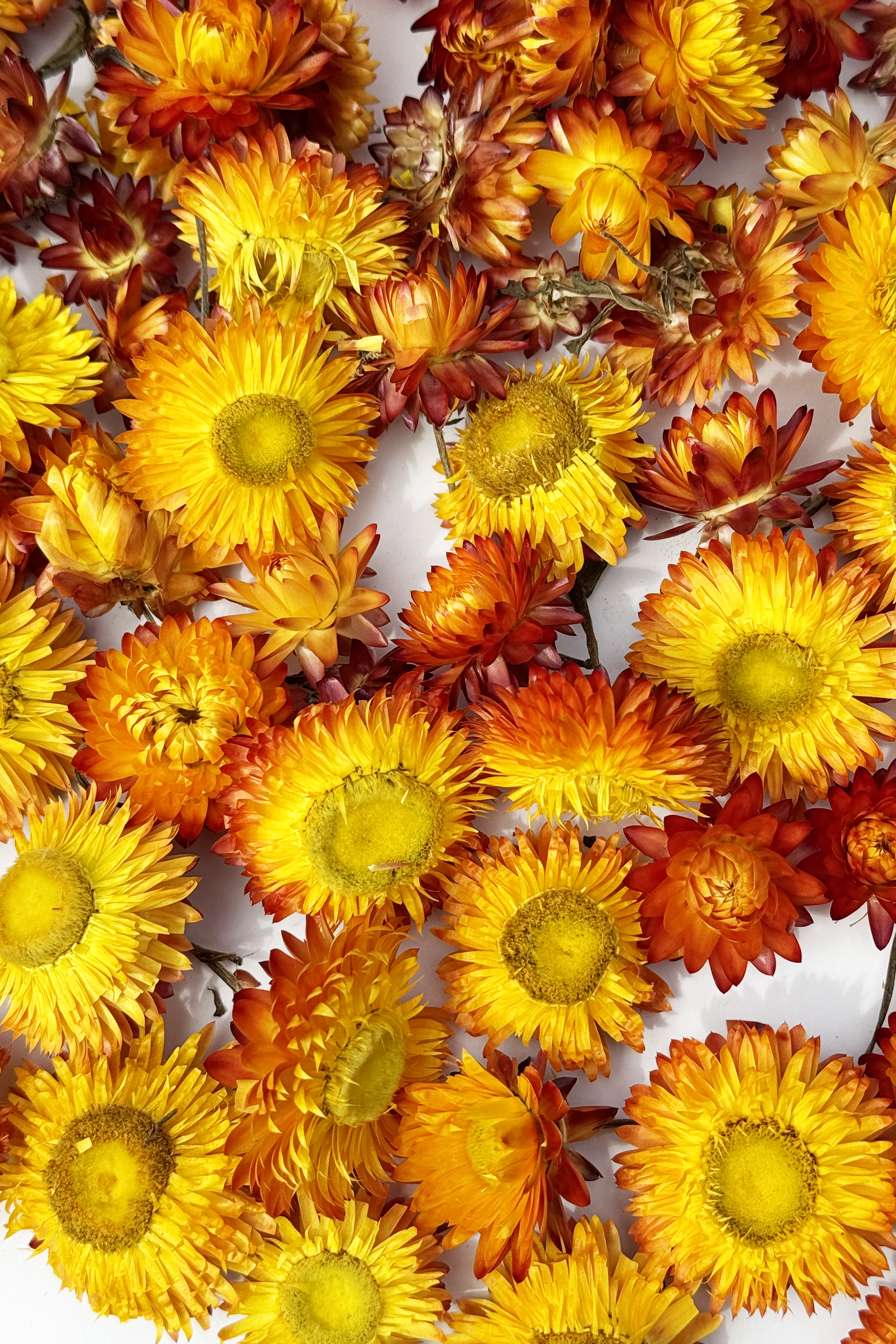 Dried Strawflower Heads