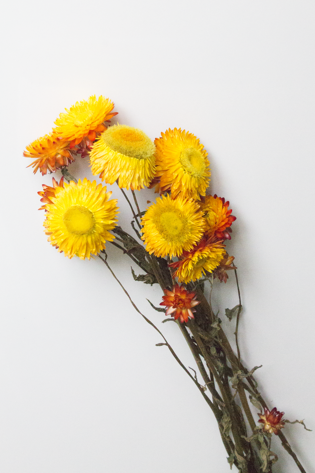 Honey Strawflowers