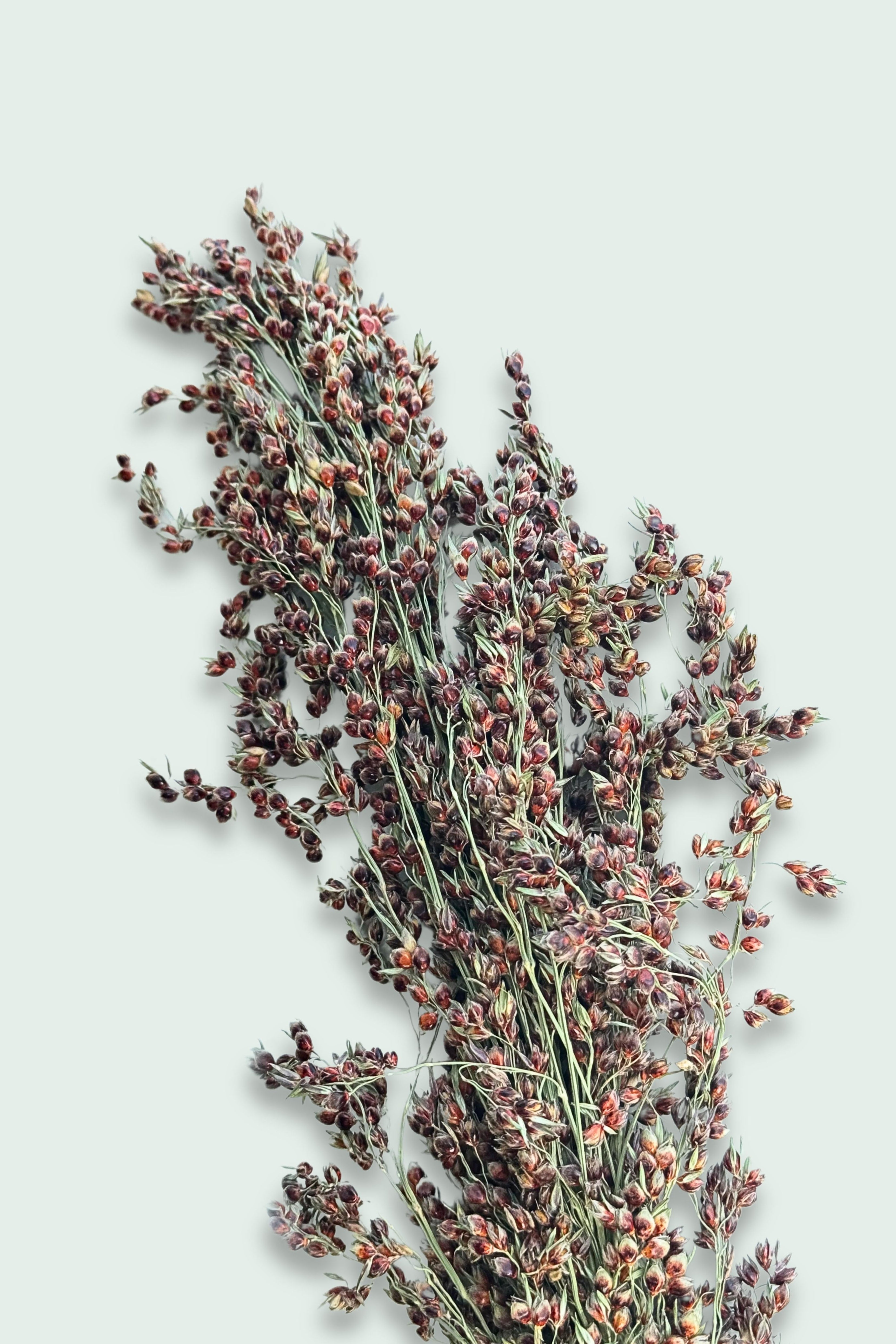 A bundle of dried Sudan grass sprays with delicate seed clusters and thin stems, set against a light background.