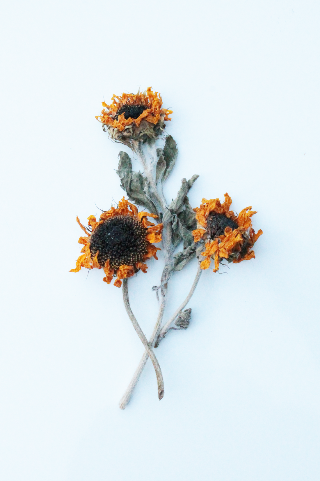 Three dried sunflowers on a light blue background