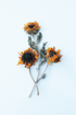 Three dried sunflowers on a light blue background