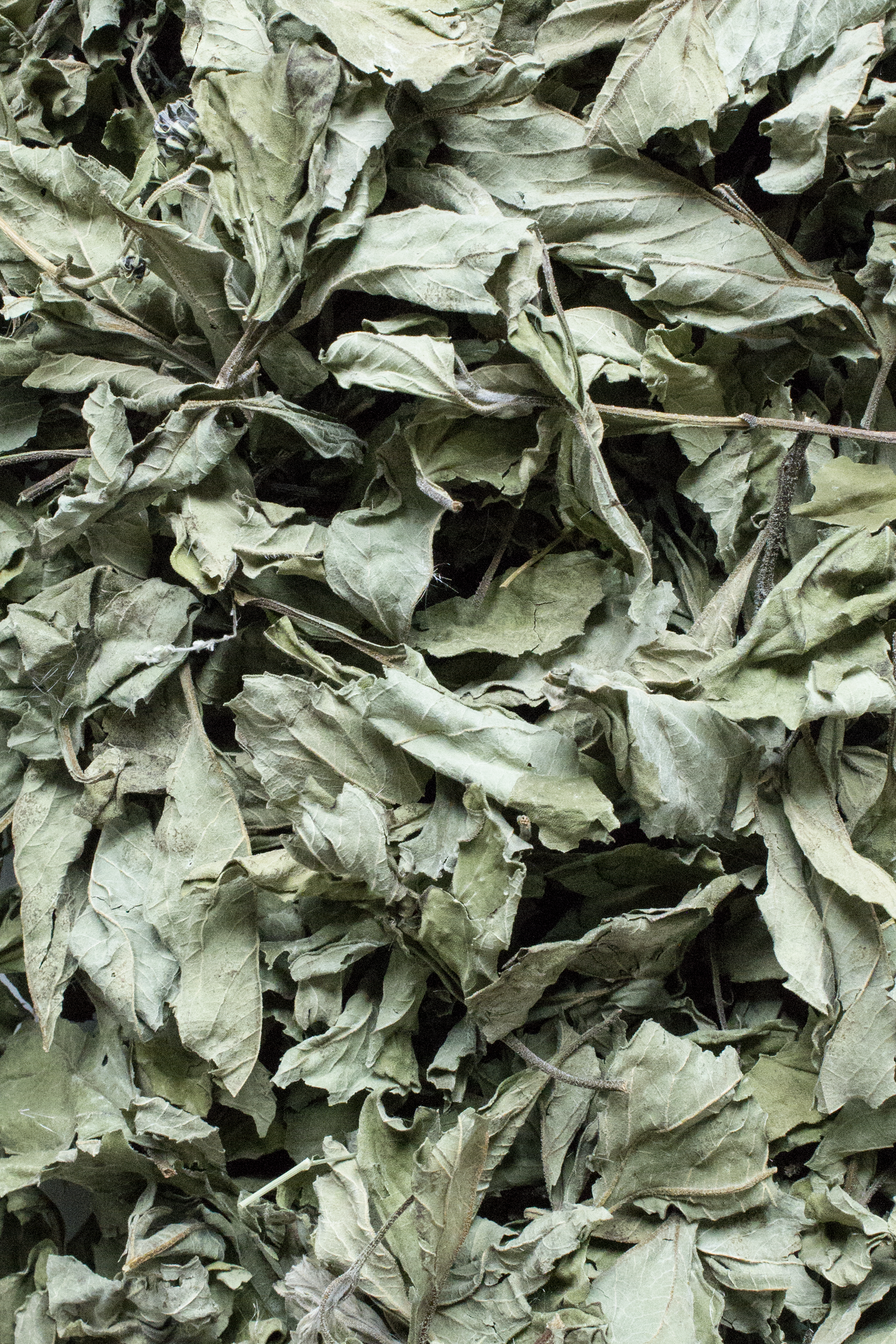 Close-up of dried green leaves