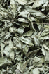 Close-up of dried green leaves