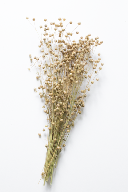 Bouquet of dried flax on a white background