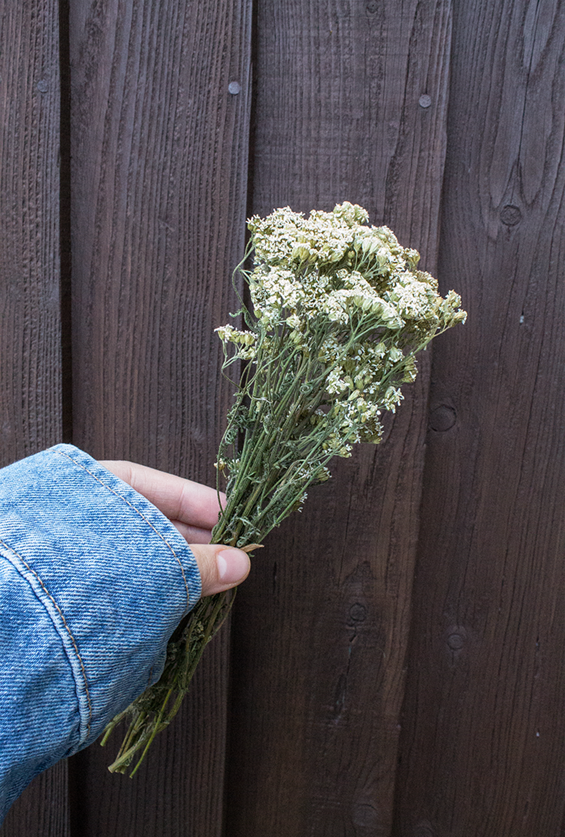 Yarrow Bunch
