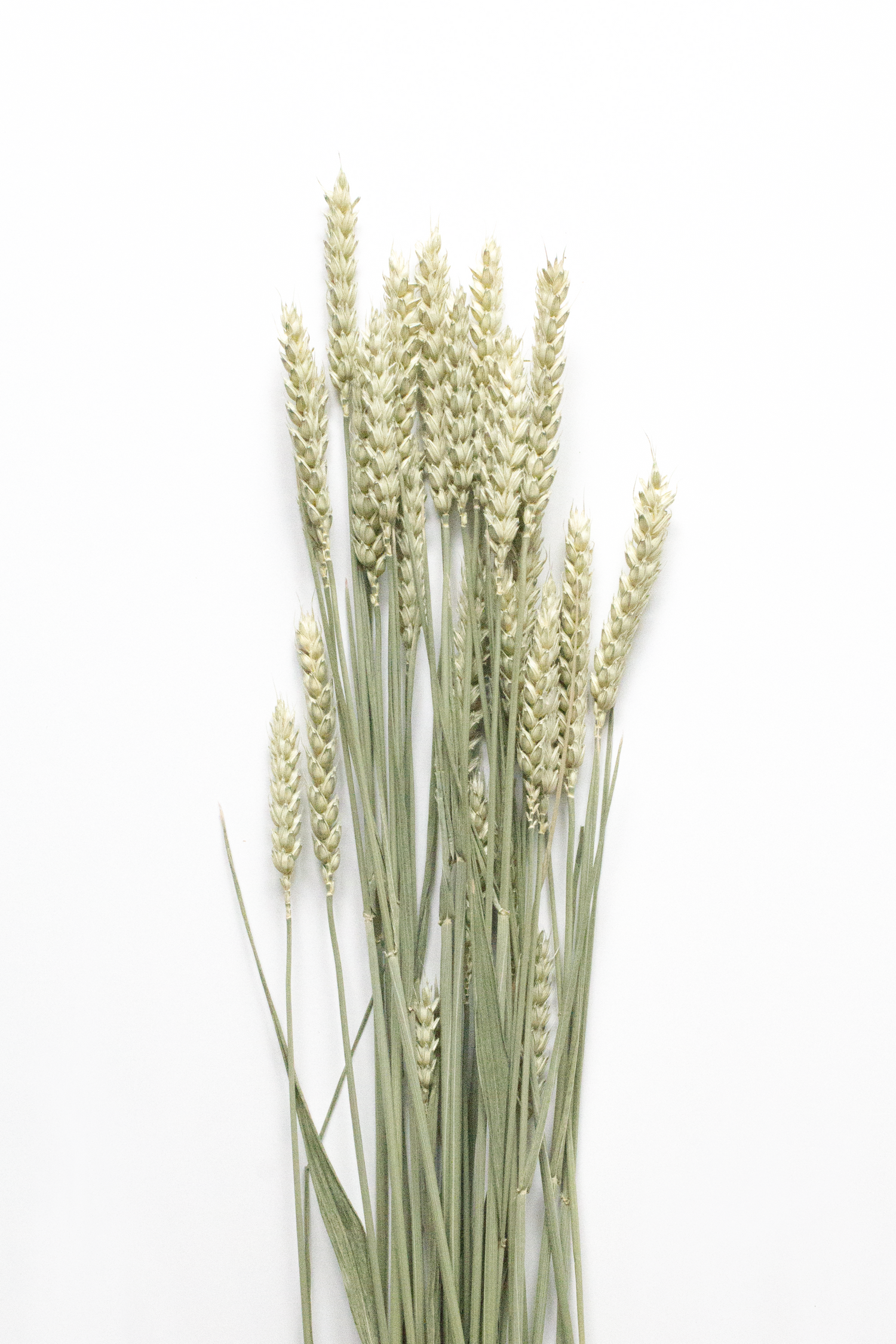 Bouquet of dried wheat on a white background