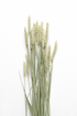 Bouquet of dried wheat on a white background