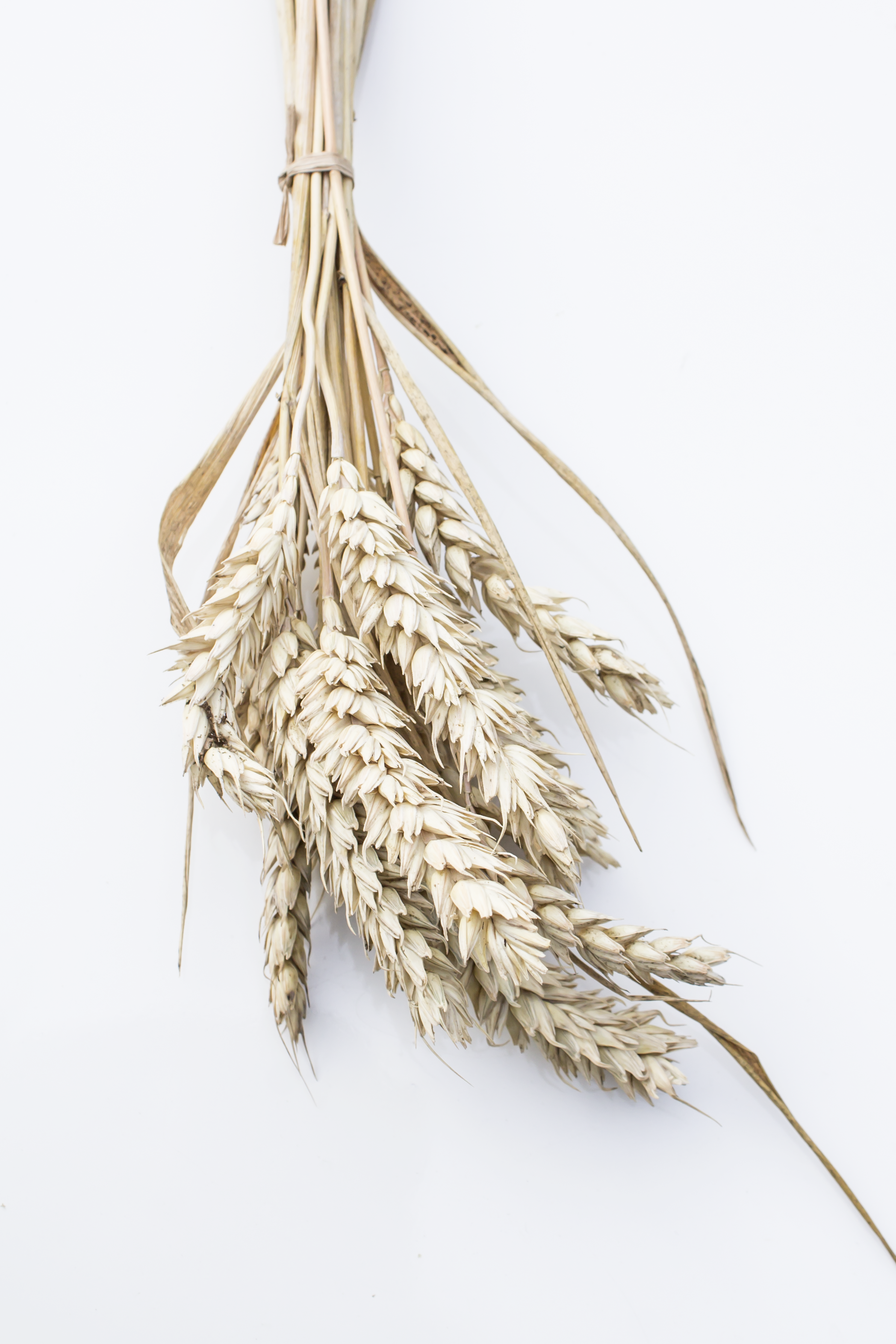 Wheat Dried Sprays