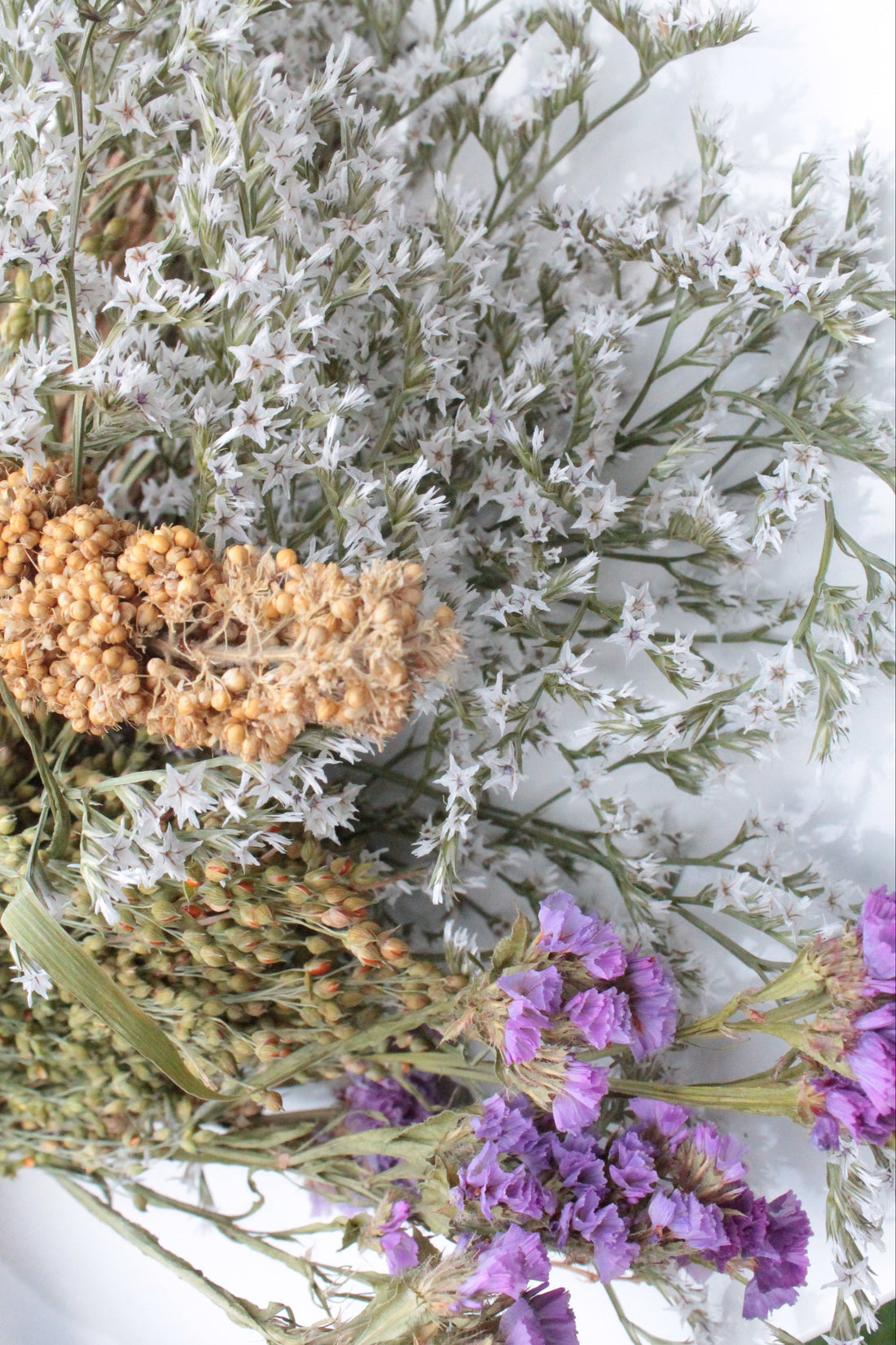 Dried flowers and herbs on a white background