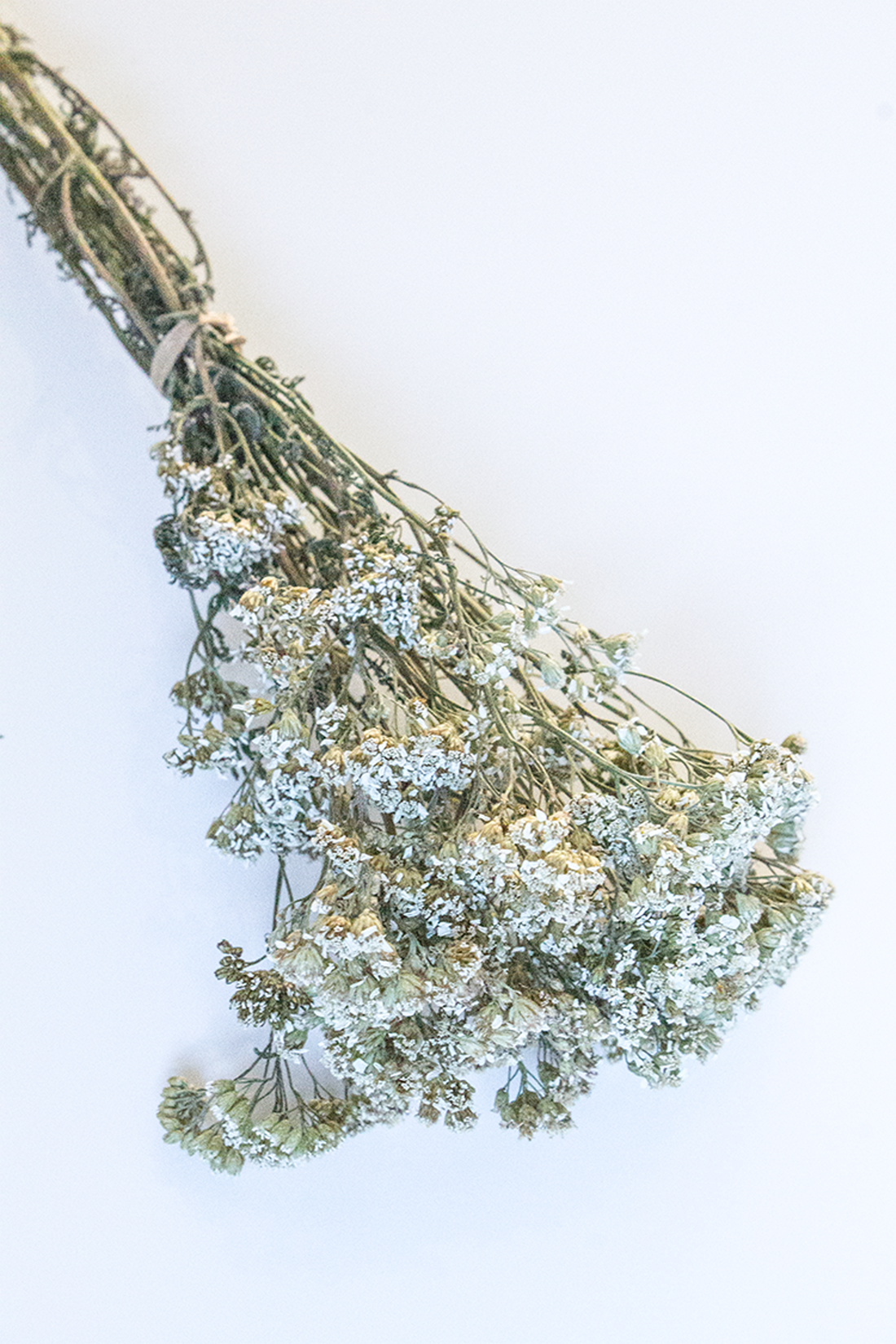 Yarrow Bunch