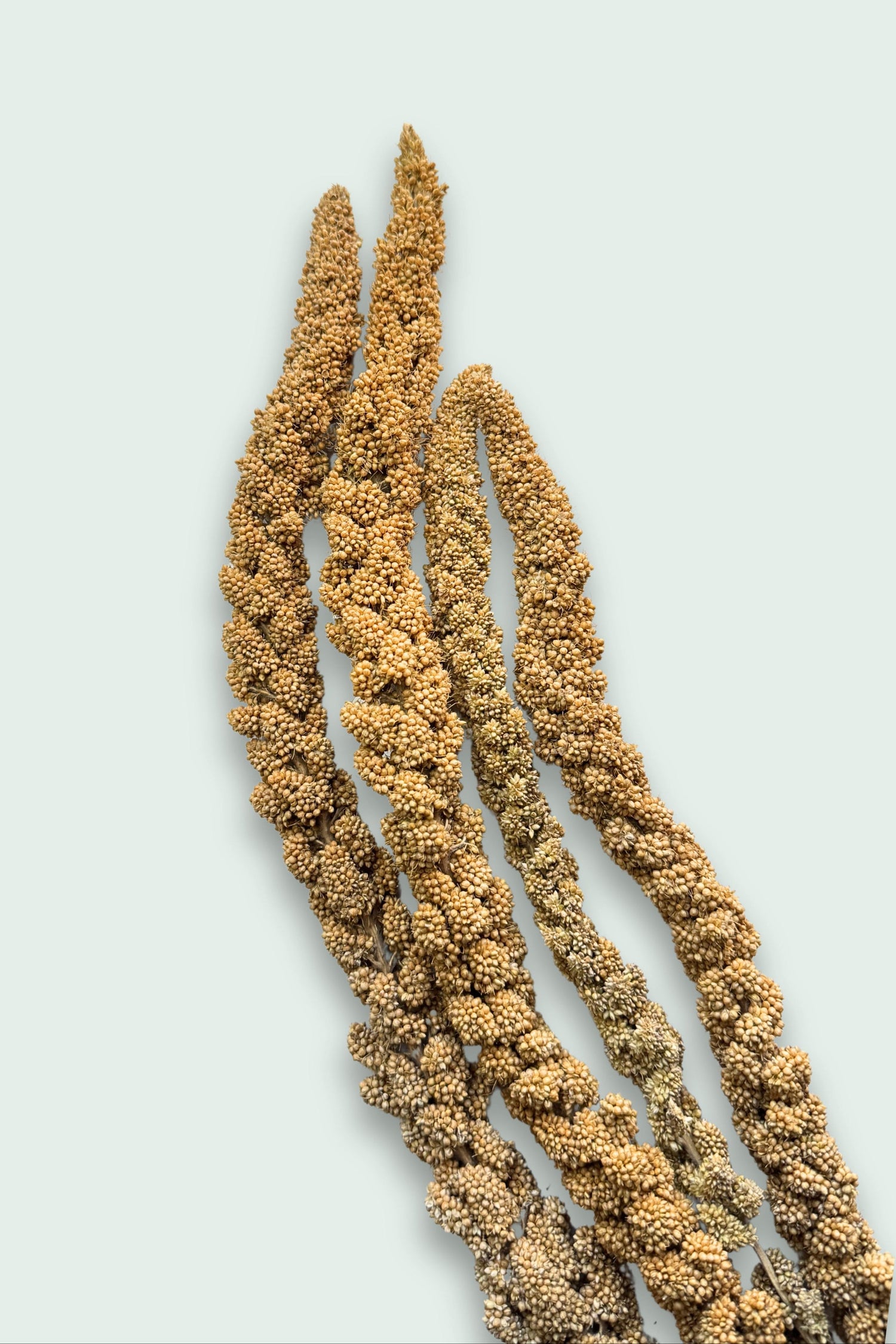 A bundle of dried yellow millet sprays, featuring dense golden seeds on a light background.