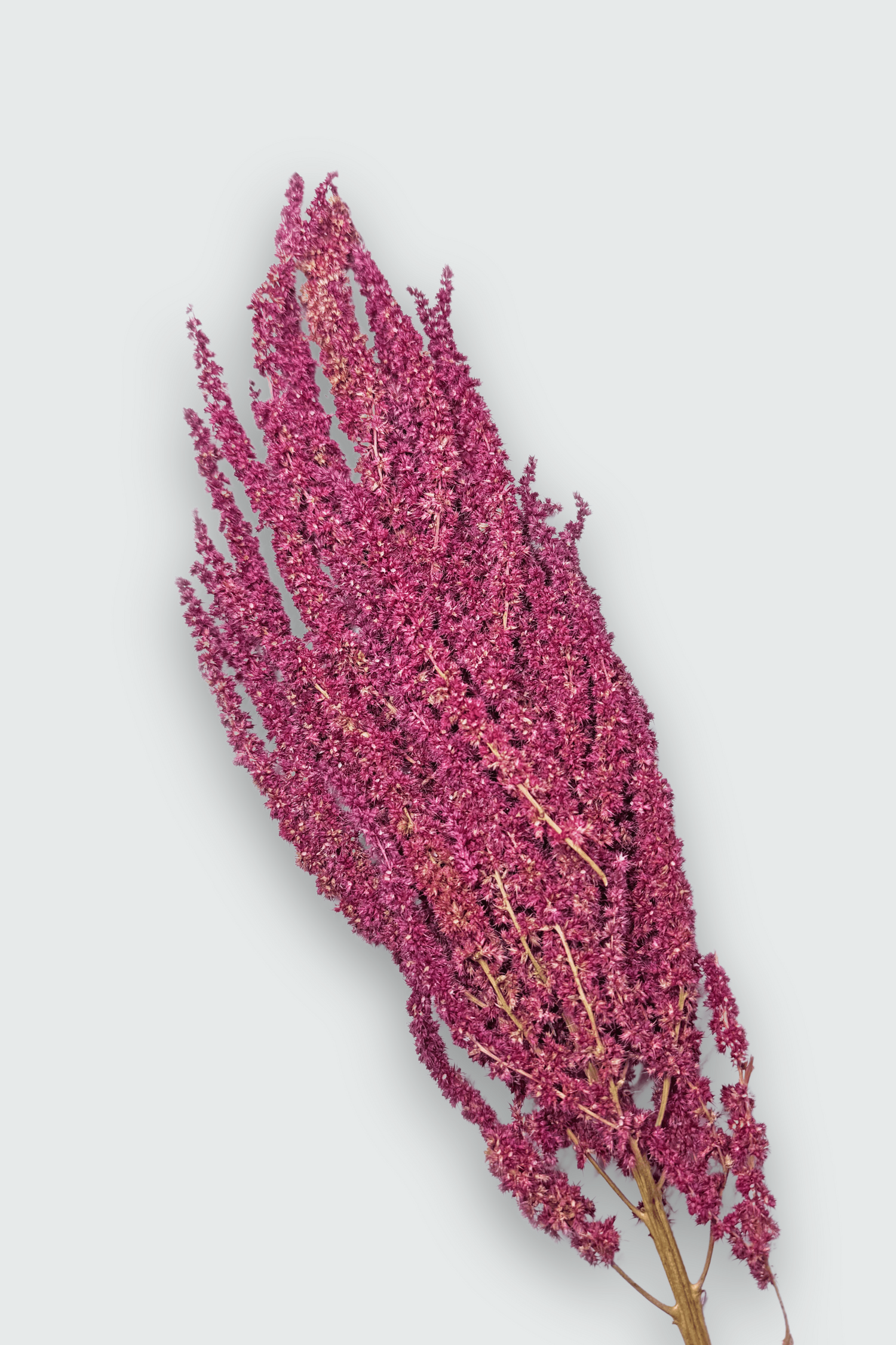 Organic Purple Dried Amaranth Sprays for hamsters, birds, gerbils, mice, and rats – Enriching foraging activity. Moony Paw